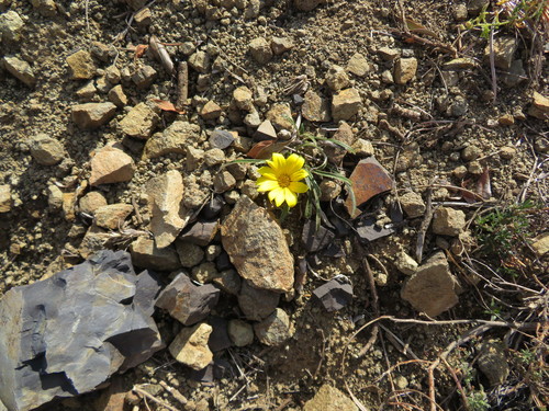 Gazania krebsiana image