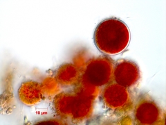 Haematococcus lacustris