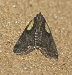 Lophoptera hemithyris