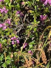 Rhododendron kiusianum