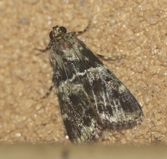 Orthaga atribasalis