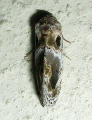 Protarache melaphora
