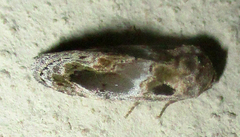 Protarache melaphora