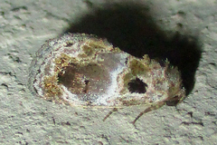 Protarache melaphora