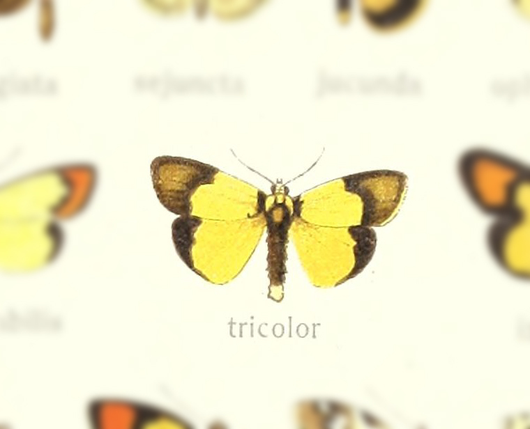 Scaptesyle tricolor