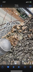Fungi