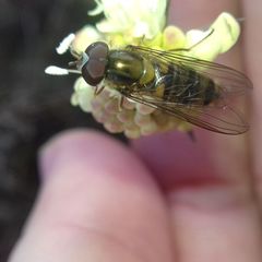 Episyrphus balteatus