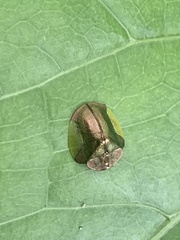 Cyrtonota