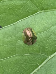 Cyrtonota