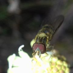 Episyrphus balteatus