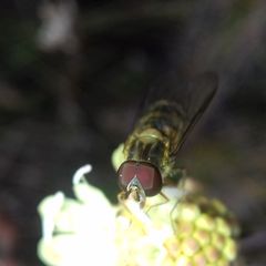 Episyrphus balteatus