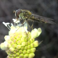 Episyrphus balteatus