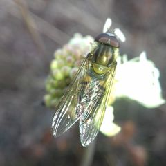 Episyrphus balteatus