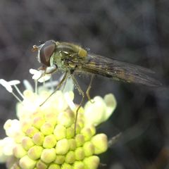 Episyrphus balteatus