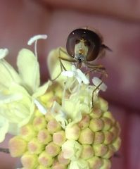 Episyrphus balteatus