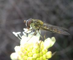 Episyrphus balteatus