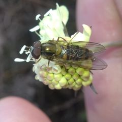 Episyrphus balteatus