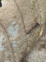 Odontomachus chelifer