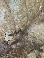 Odontomachus chelifer