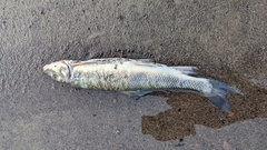 Catostomus macrocheilus