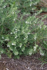 Teucrium trifidum