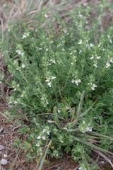Teucrium trifidum