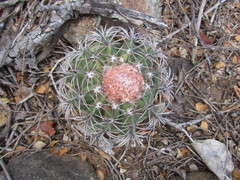 Melocactus zehntneri
