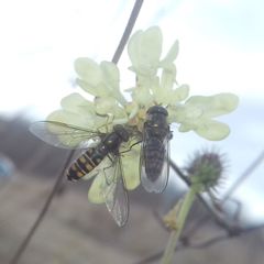 Episyrphus balteatus