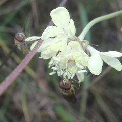 Episyrphus balteatus