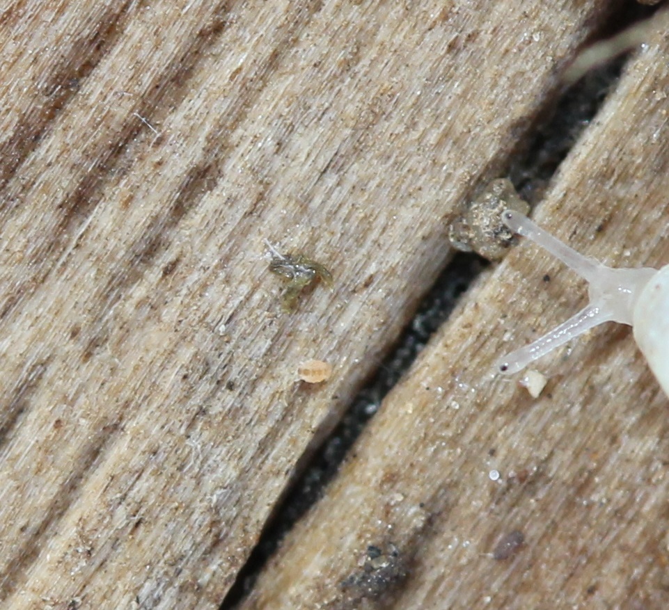 Megalothorax minimus V.Willem, 1900