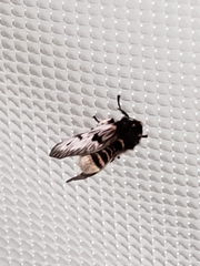 Megalopyge lanata