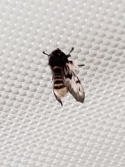 Megalopyge lanata