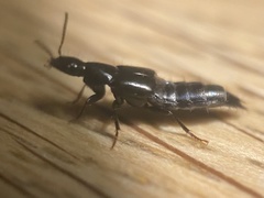 Quedius mesomelinus