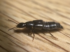 Quedius mesomelinus