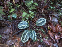 Goeppertia picturata