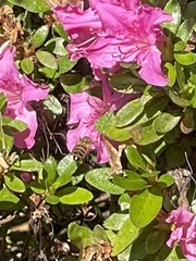 Rhododendron kiusianum
