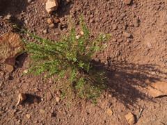 Eriocephalus tenuifolius