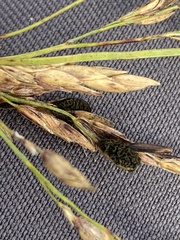 Epicoccum andropogonis