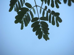 Libidibia ferrea ferrea