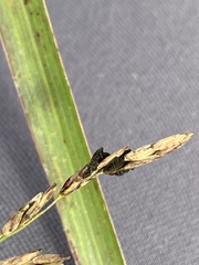 Epicoccum andropogonis