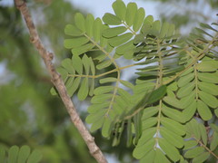 Libidibia ferrea ferrea