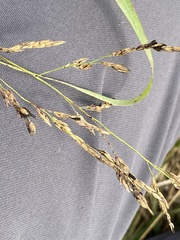 Epicoccum andropogonis