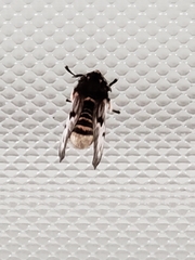 Megalopyge lanata