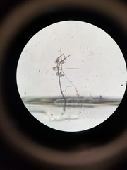 Cladosporium cladosporioides