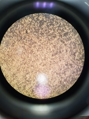 Cladosporium cladosporioides