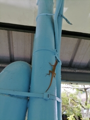 Anolis wattsii