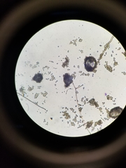 Cladosporium cladosporioides