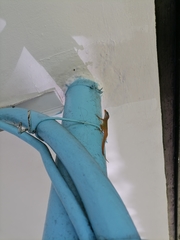 Anolis wattsii