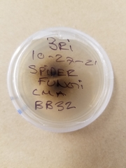 Cladosporium cladosporioides