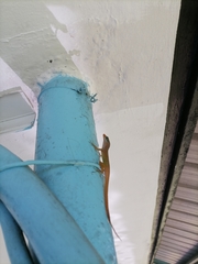 Anolis wattsii